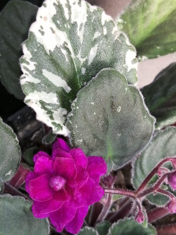 Saintpaulia ionantha hyb, foto 4