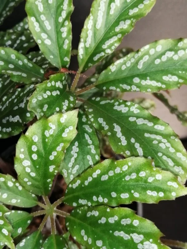 Begonia hemsleyana, foto 2