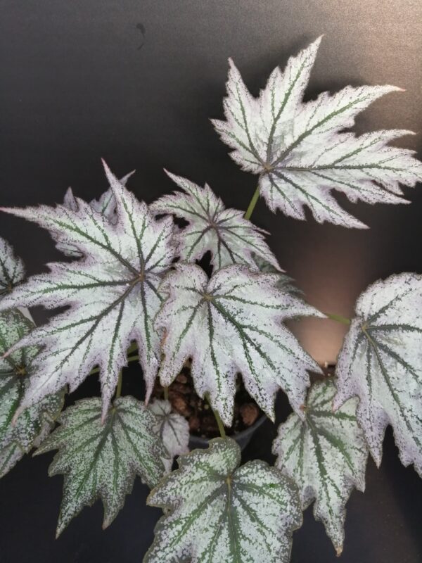 Begonia 'Connee Boswell', pianta da interno