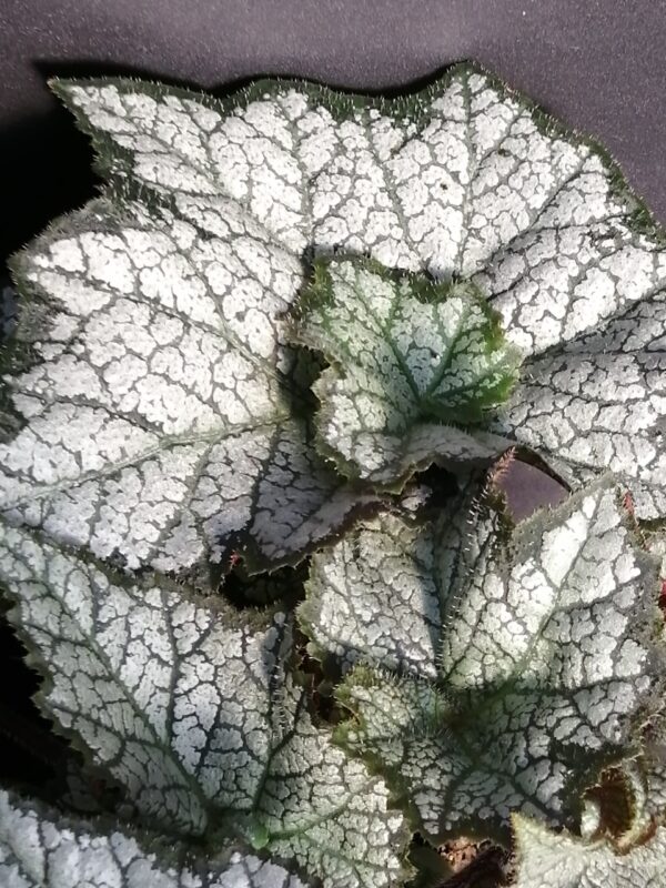 Begonia November Frost, foto 3