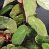 Begonia dietrichiana, pianta da interno