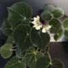 Begonia imperialis var. smaragdina, pianta da interno
