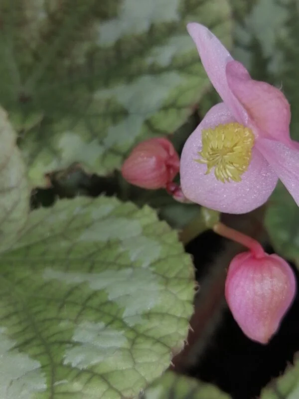 Begonia pseudolongiciliata, foto 4