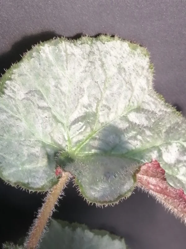 Begonia Sir Percy, foto 3