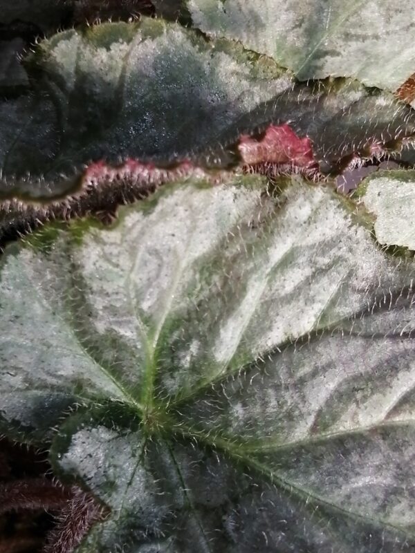 Begonia Sir Percy, foto 2