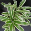 Nidularium schulterianum Striped Fireball Variegato, pianta da interno