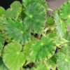 Begonia bowerae var. major, pianta da interno