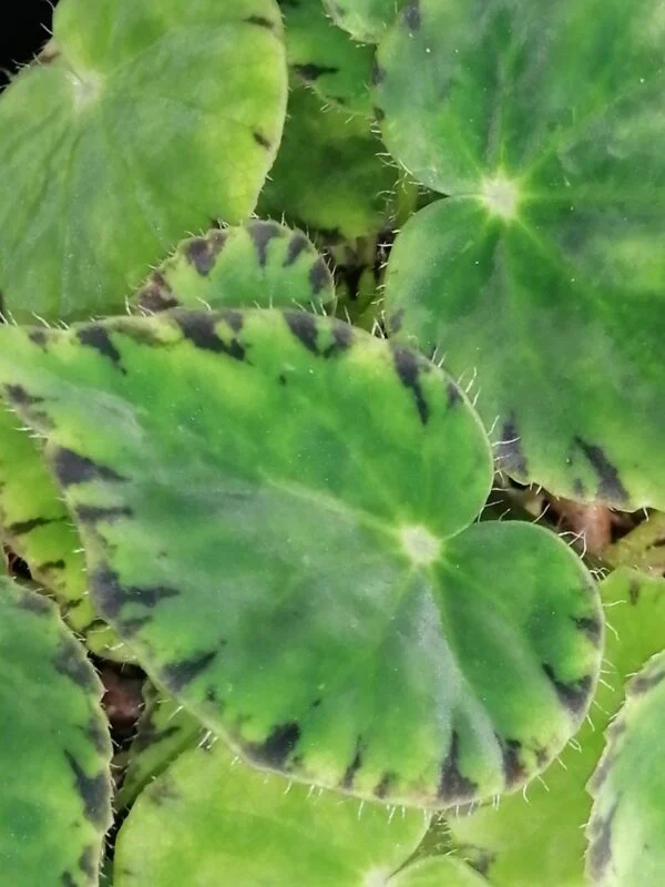 Begonia bowerae var. major, foto 2