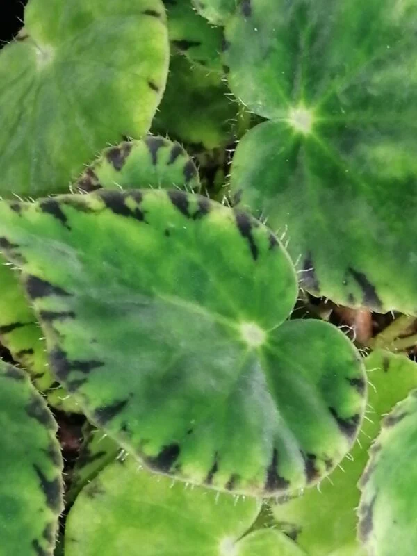 Begonia bowerae var. major, foto 3