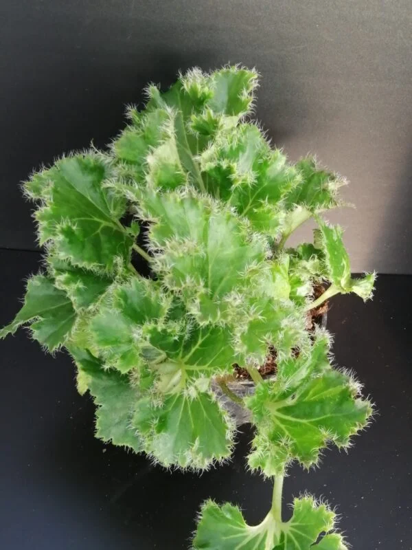 Begonia 'Crispa Verde' sin. 'Oliver Twist', pianta da interno