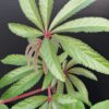 Begonia luxurians, pianta da interno