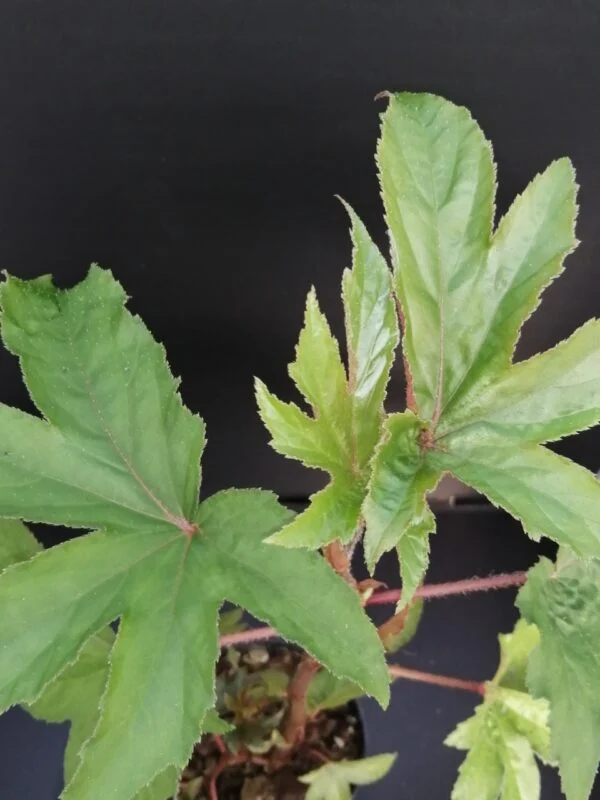 Begonia luxurians var. Ziesenhenne, pianta da interno