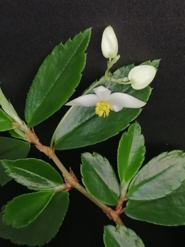 Begonia foliosa, foto 2