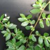 Begonia foliosa, pianta da interno e da esterno