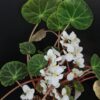 Begonia brooksii, pianta da interno