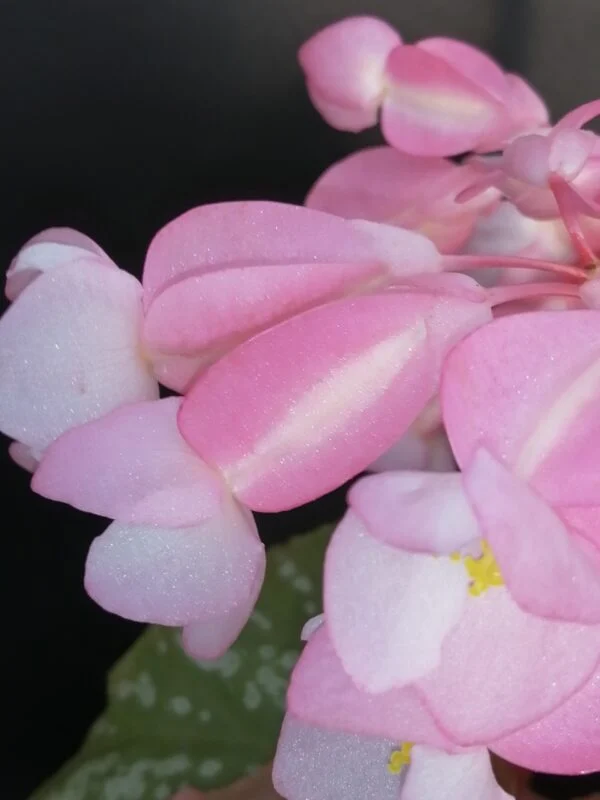 Begonia Orpha C. Fox, foto 2