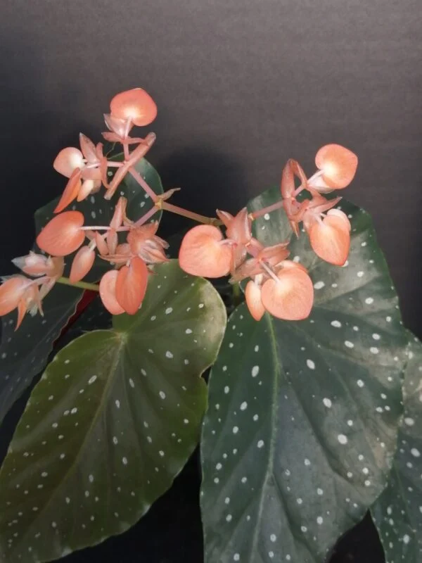 Begonia 'Mandarin Orange', foto 2