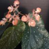 Begonia 'Mandarin Orange', pianta da interno