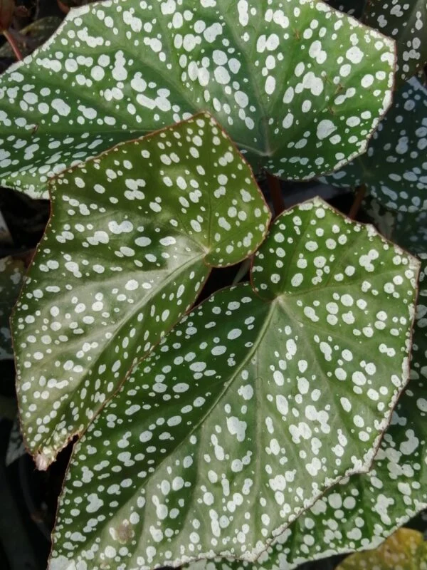 Begonia Sylvan Triumph, pianta da interno e da esterno