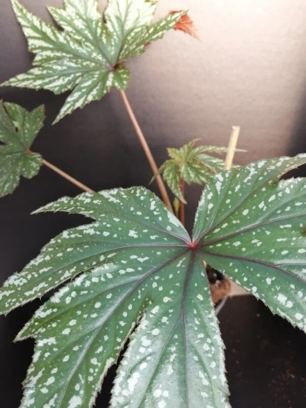 Begonia Gryphon, foto 6