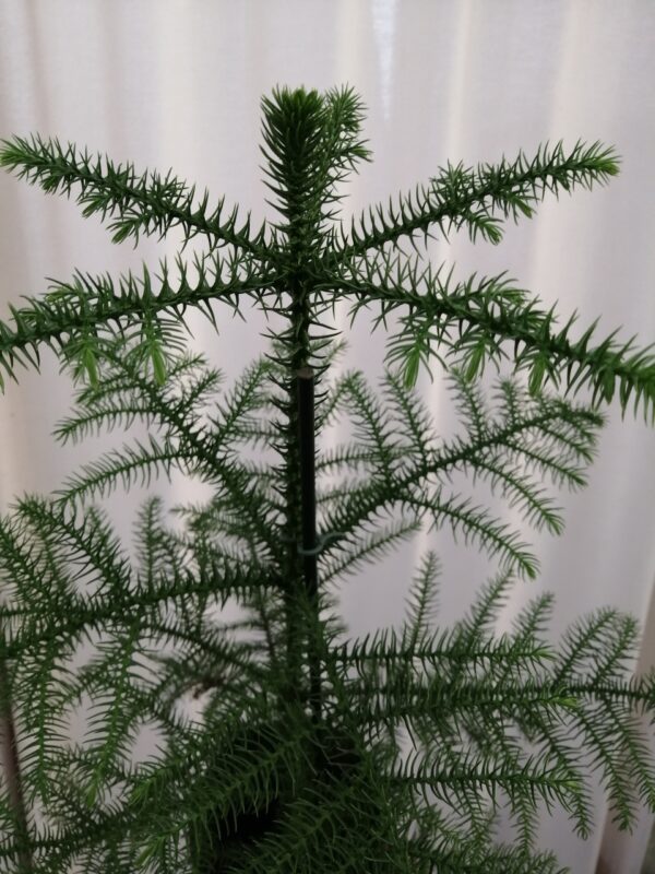 Araucaria heterophylla, pianta da interno