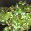 Begonia Erythrophylla Jungle Black, pianta da interno
