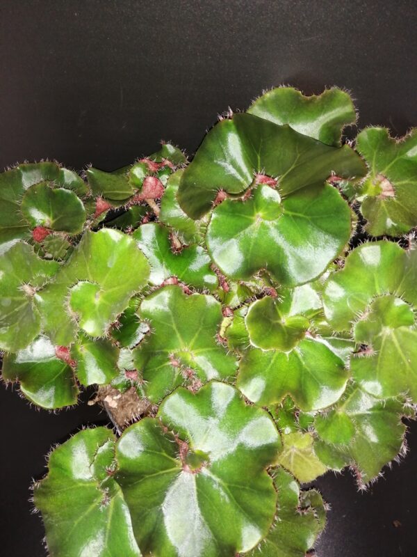 Begonia Erythrophylla Jungle Black, pianta da interno