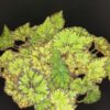 Begonia Rondeau, pianta da interno