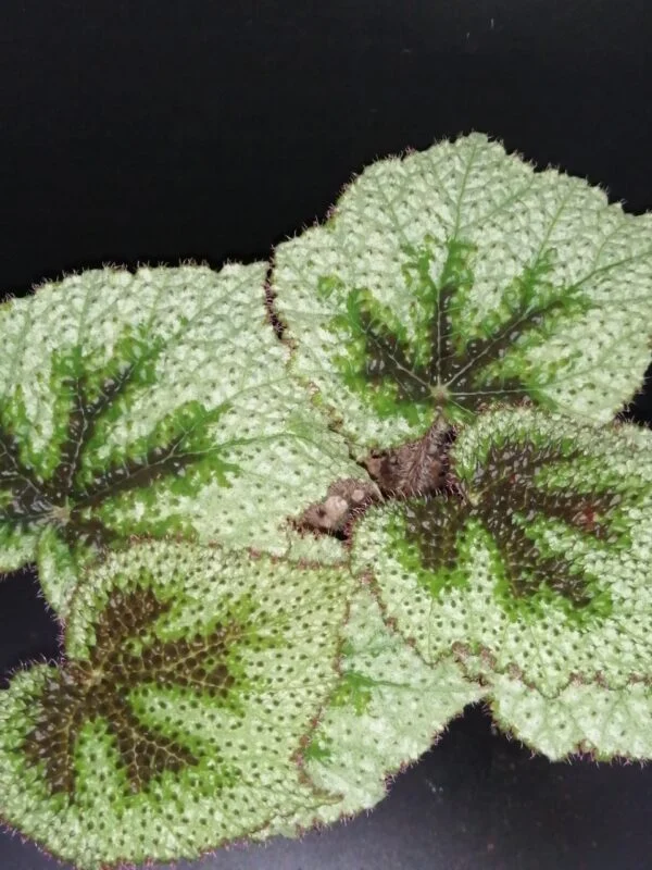 Begonia masoniana Tricolor, foto 5