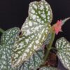 Begonia White Ice, pianta da interno e da esterno