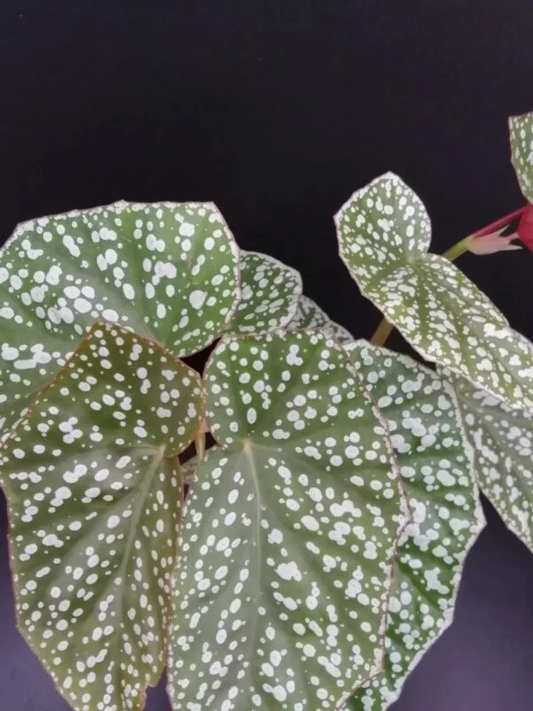 Begonia Sylvan Triumph, foto 3