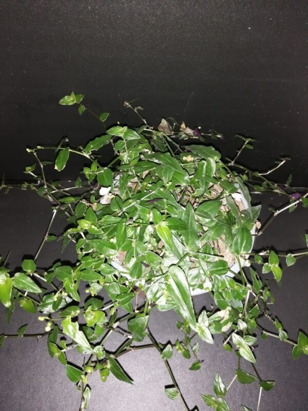 Gibasis pellucida, Velo da Sposa di Thaiti, pianta da interno e da esterno