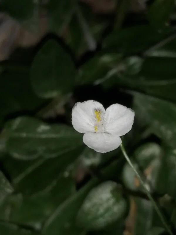 Gibasis pellucida, Velo da Sposa di Thaiti, foto 3