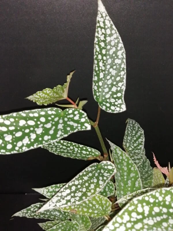 Begonia Olei Silver spot, foto 2