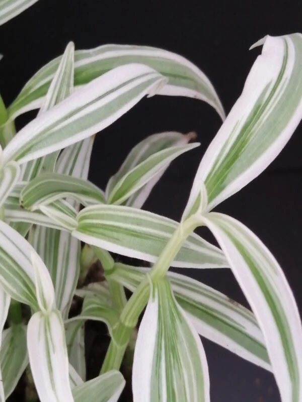 Rhopalephora sp. Variegated, foto 2