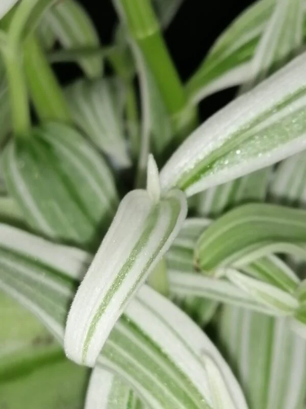 Rhopalephora sp. Variegated, foto 3