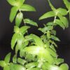 Callisia montana, pianta da interno e da esterno