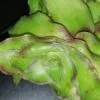Callisia soconuscensis, Callisia congesta, pianta da interno e da esterno