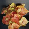 Begonia Autumn Crinkle, pianta da interno