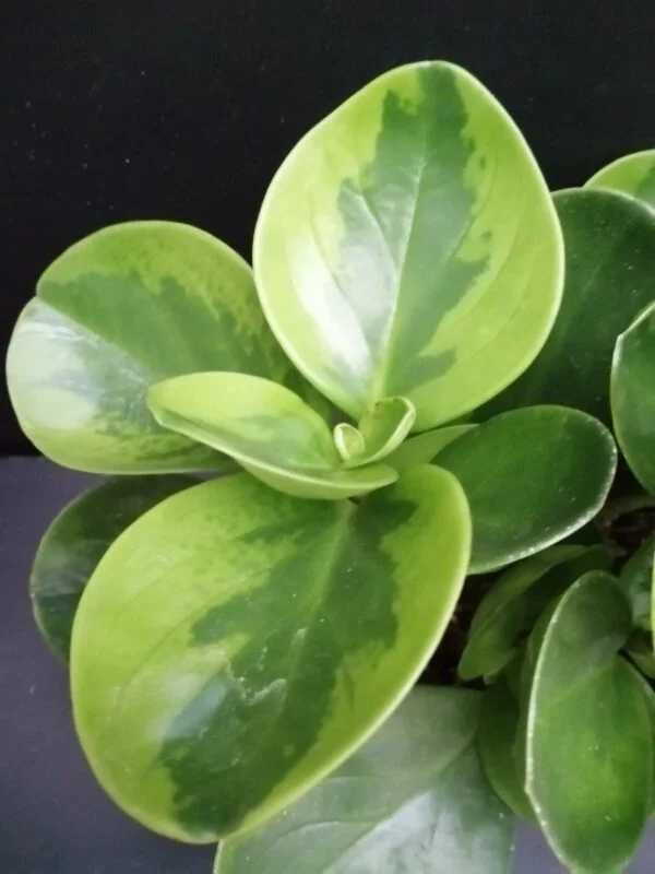 Peperomia obtusifolia variegata, foto 3