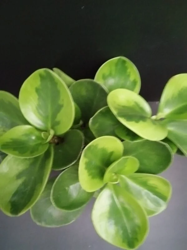 Peperomia obtusifolia variegata, pianta da interno