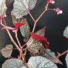Begonia Linda, pianta da interno e da esterno