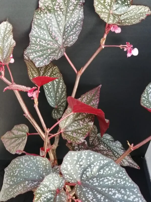 Begonia Linda, pianta da interno e da esterno
