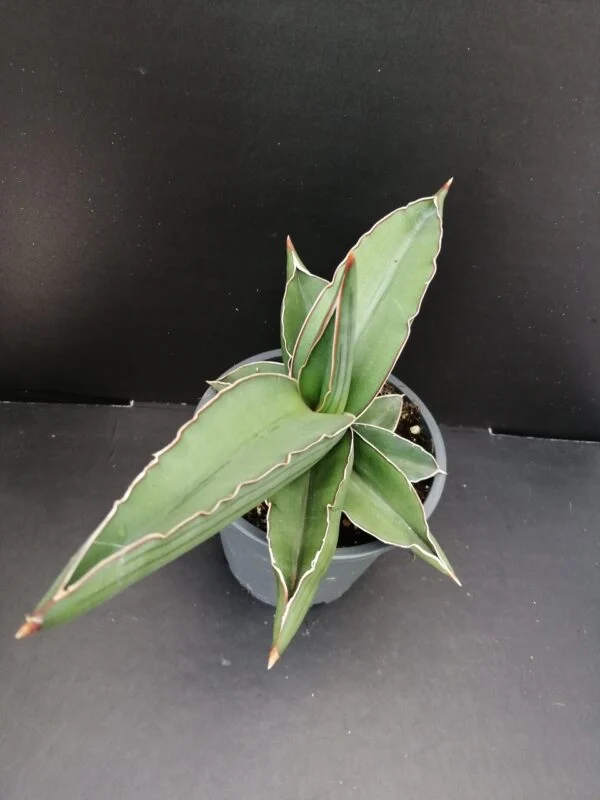 Sansevieria Samurai, foto 2