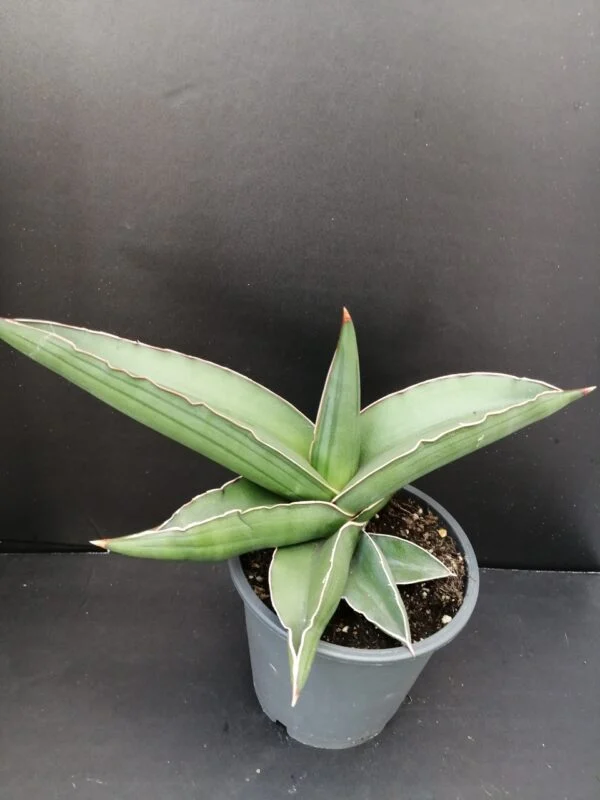 Sansevieria Samurai, pianta da interno