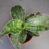Sansevieria cleopatra, pianta da interno