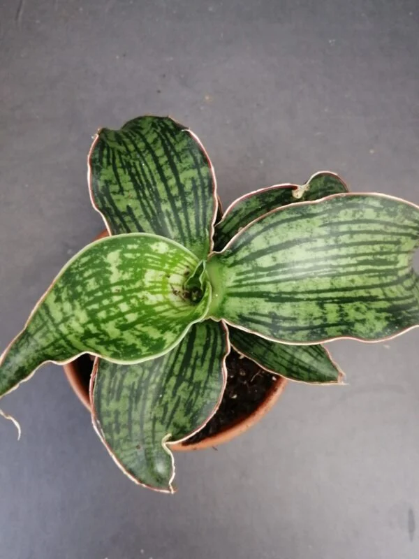Sansevieria cleopatra, pianta da interno