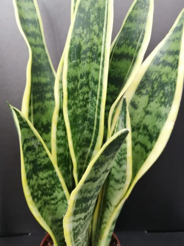 Sansevieria laurentii, pianta da interno