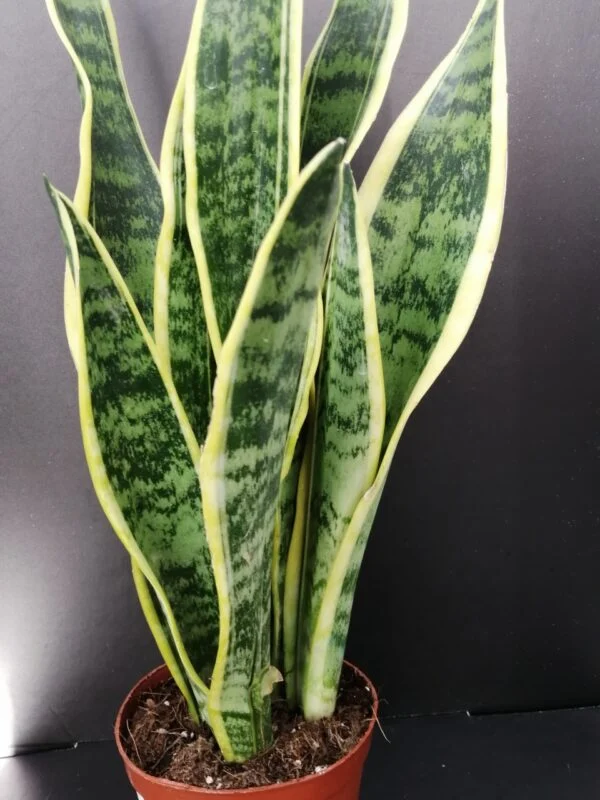 Sansevieria laurentii, foto 3