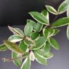 Hoya Flamingo Dream Pink, pianta da interno